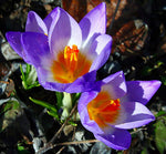 'Tri-Color' Snow Crocus 20 Bulbs - Very Hardy! - 5/+ cm Bulbs