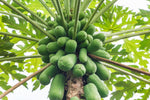 Papaya Tree Seeds for Planting - 5 Seeds - Carica Papaya "Honeydew" - Great for Bonsai or Patio Plant -