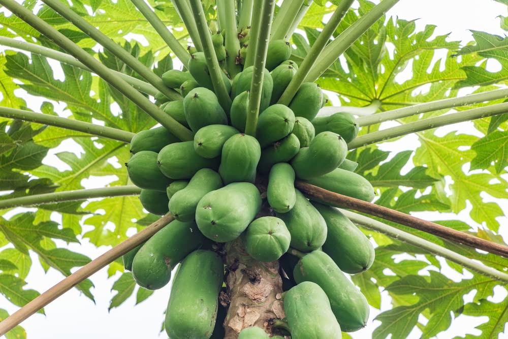Papaya Tree Seeds for Planting - 5 Seeds - Carica Papaya "Honeydew" - Great for Bonsai or Patio Plant -