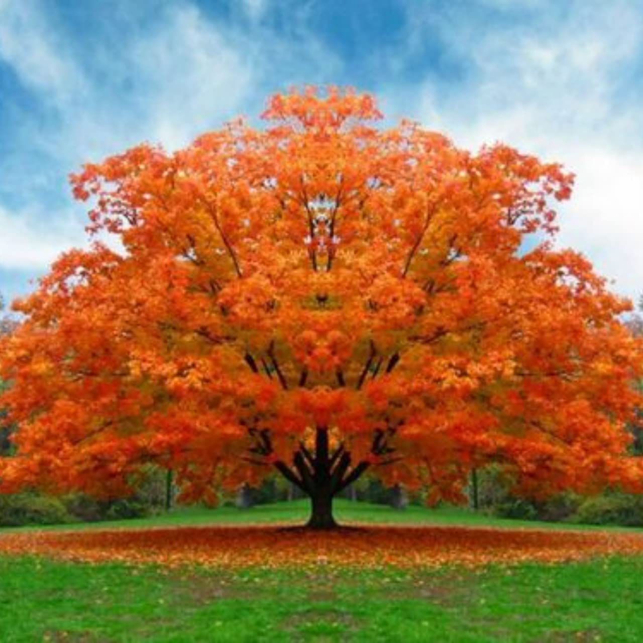 White Oak Trees for Planting | Live Tree Seedlings | No Ship to California