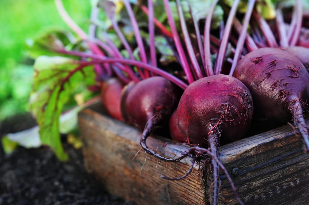 Detroit Dark Red Medium Top Beet Seeds 500 Seeds