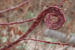 Japanese Fantail Willow Tree Cuttings to Grow - Amazing Curling, Fasciated Stems