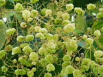 Teak Tree Seeds for Planting - Tectona grandis