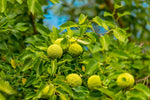Osage Orange Tree Seedlings for Planting | Live Tree Seedlings - Hedgeball Trees