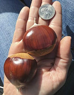 2 European Giant Chestnut Seeds for Planting - Spanish Chestnut Castanea Sativa Bouche de Betizac