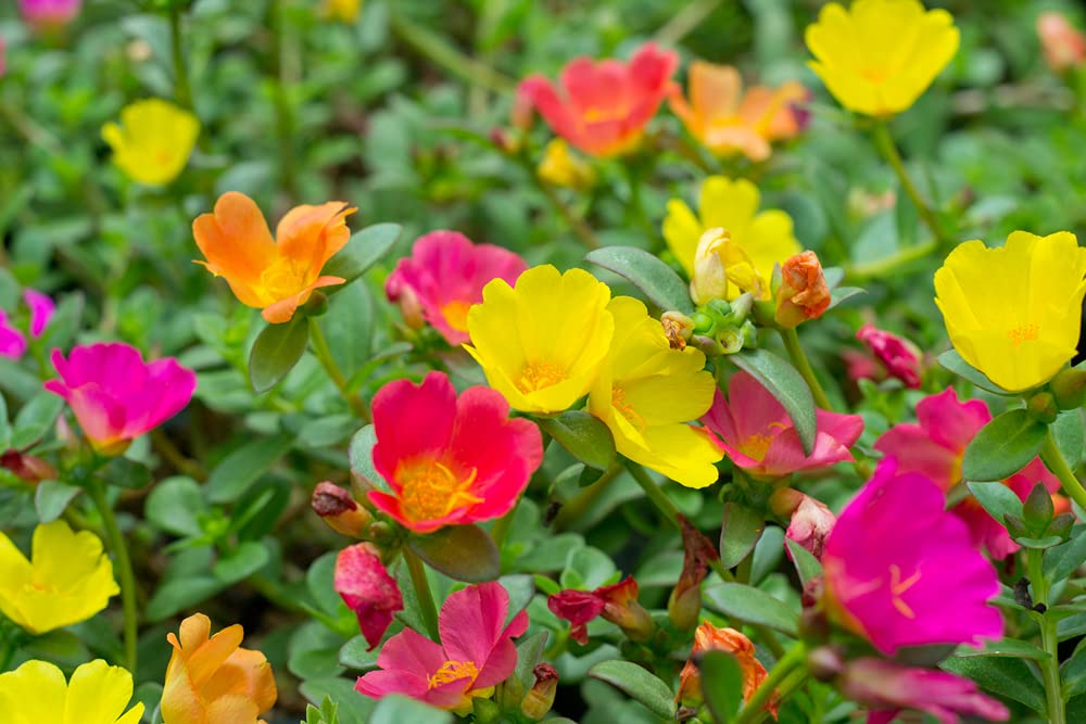 Moss Rose Seeds for Planting - 1,000 Seeds - ‘Portulaca Grandiflora’ Flowers for Bonsai Garden Balcony Planting