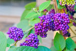 American Beautyberry Bush Seedlings (Beauty Berry) to Plant - Callicarpa Americana - No Ship to California