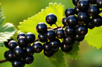 Black Currant Seedlings for Planting - Rooted and Ready to Plant - Consort Black Currant