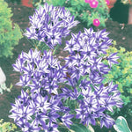 Ithuriel's Spear Rudy Flower Bulbs for Planting (10 Bulbs)