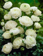 White Ranunculus Bulbs for Planting, Beautiful Long Lasting Flowers