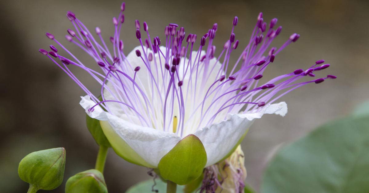 20 Caper Bush Seeds (Capparis Spinosa) Use As Medical & Culinary Herb-perennial