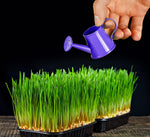 5 Pounds of Wheat Microgreens Seeds to Grow - Wheat Berries to Germinate