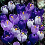 "Blue Moon" Crocus Mix - 5 Large Bulbs to Grow - Vibrant Purple and Blue Blooms. Perennial Flowers, Ships from Iowa, USA