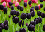 Black "Queen of The Night" Tulip Bulbs - Fresh Bulbs for Planting - Ship from Iowa, USA