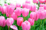 5 Fresh Pink Tulip Bulbs for Planting - Easy to Grow - Made in USA, Ships from Iowa