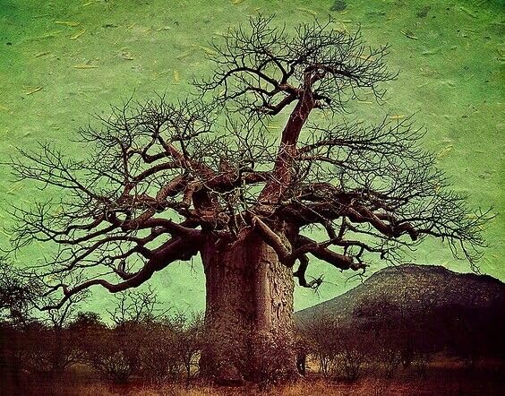 Adansonia Digitata - African Baobab Tree - Excellent Bonsai (5 Seeds to Grow)