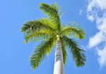 Royal Palm Tree Seeds for Planting - 10 Seeds - Roystonea Regina