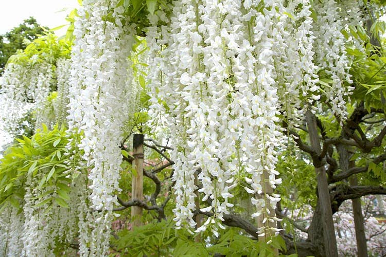 5 White Wisteria Seeds for Planting - Wisteria sinensis Alba - 5 Rare Seeds, Popular for Bonsai