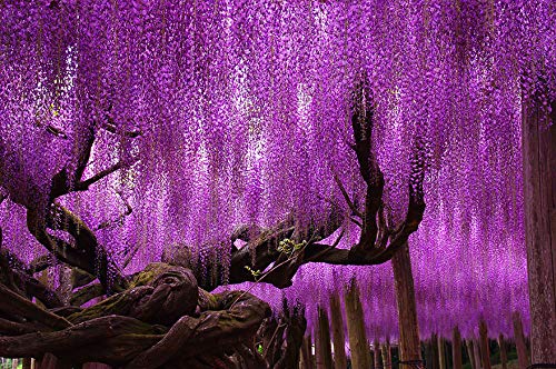Wisteria Seeds, Blue Moon Wisteria, Seeds, Blue Wisteria Seeds, Vine, 10 Seeds