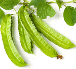 10 Winged Bean Seeds for Planting - Easy to Grow Exotic Asian Winged Bean