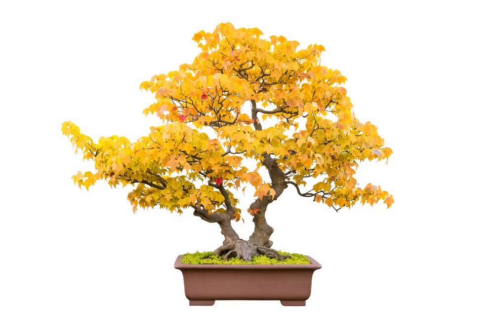 Bonsai Tree Seeds, Trident Maple | 20+ Seeds | Highly Prized for Bonsai, (Acer buergerianum) 20+Seeds