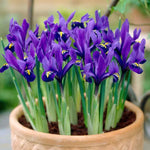 Dwarf Iris Reticulata,Flower Bulbs,fragrant, Blue or yellow