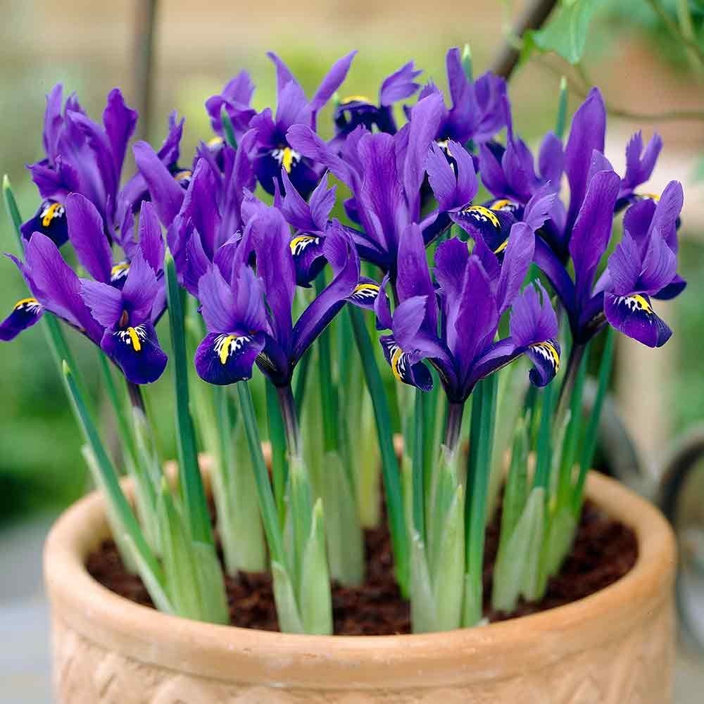 Dwarf Iris Reticulata,Flower Bulbs,fragrant, Blue or yellow