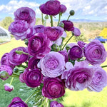 Purple Ranunculus Bulbs for Planting - Stunning Color and Long Lasting Blooms, Easy to Grow