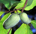 10 Paw Paw Trees - Common Indian Banana Trees - 12-18" Tall - Live Plants - Asimina triloba