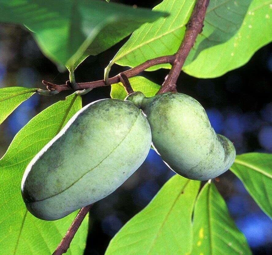 10 Paw Paw Trees - Common Indian Banana Trees - 12-18" Tall - Live Plants - Asimina triloba