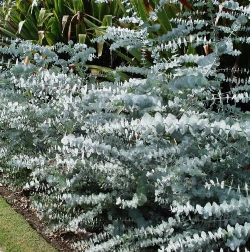 40+ Eucalyptus pulverulenta, Silver Dollar, Florist 'Baby Blue' | Bonsai Seeds