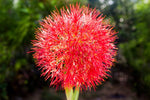 3 Blood Lily Bulbs for Planting - Haemanthus multiflorus