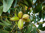 Pecan Fruit Tree Seedlings for Planting - No Ship to California - Grow Pecans