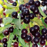 Chokecherry Tree Seeds (Prunus virginiana) 25+Seeds