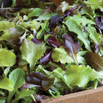 Allstar Gourmet Lettuce Mix Seeds for Planting (500 Seeds) - Grow Heirloom Lettuce for Kitchen and Salads