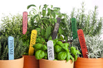 Herb Garden Seeds Collection (10-Pack) - 100% Non GMO, Open Pollinated Varieties - Guide for Indoor & Outdoor Garden Planting - Grow Food
