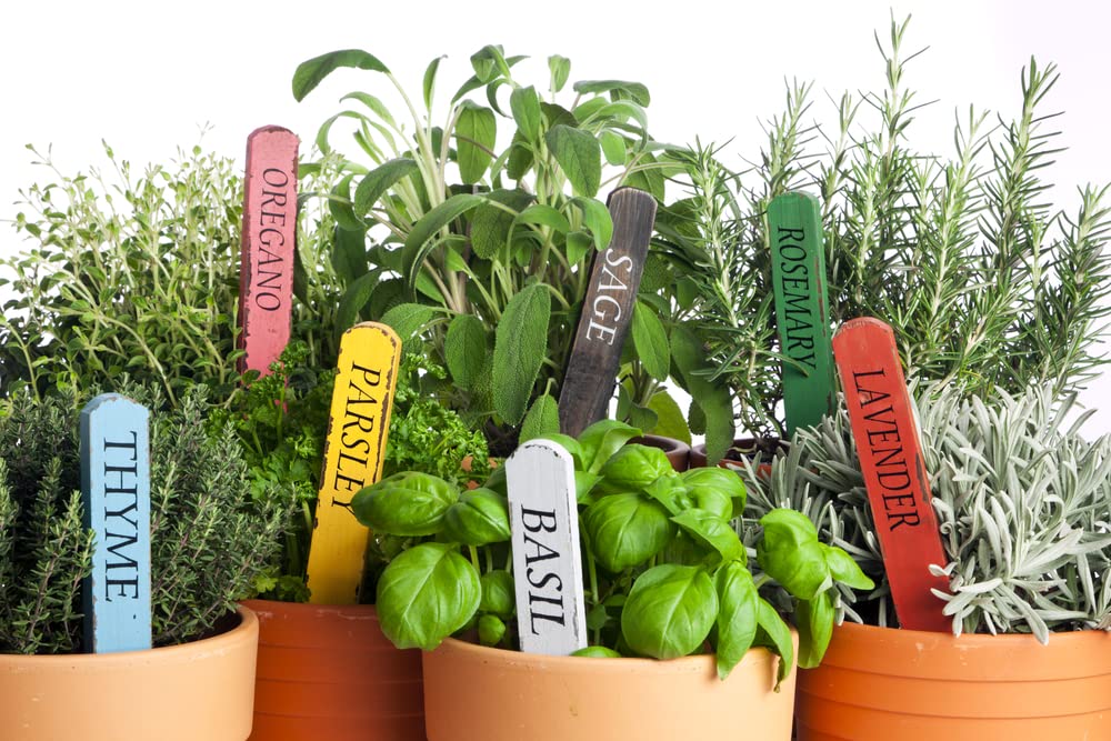 Herb Garden Seeds Collection (10-Pack) - 100% Non GMO, Open Pollinated Varieties - Guide for Indoor & Outdoor Garden Planting - Grow Food