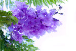 Blue Jacaranda Tree Seeds - 100 Seeds - Exotic Flowering Tree - Ships from Iowa, USA