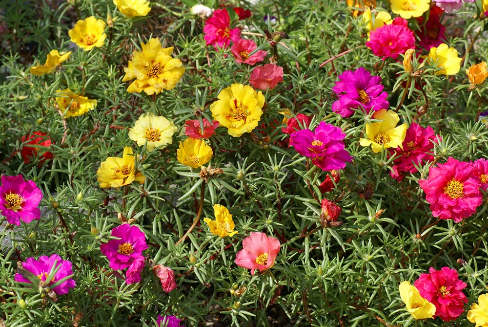Moss Rose Seeds for Planting - 1,000 Seeds - ‘Portulaca Grandiflora’ Flowers for Bonsai Garden Balcony Planting