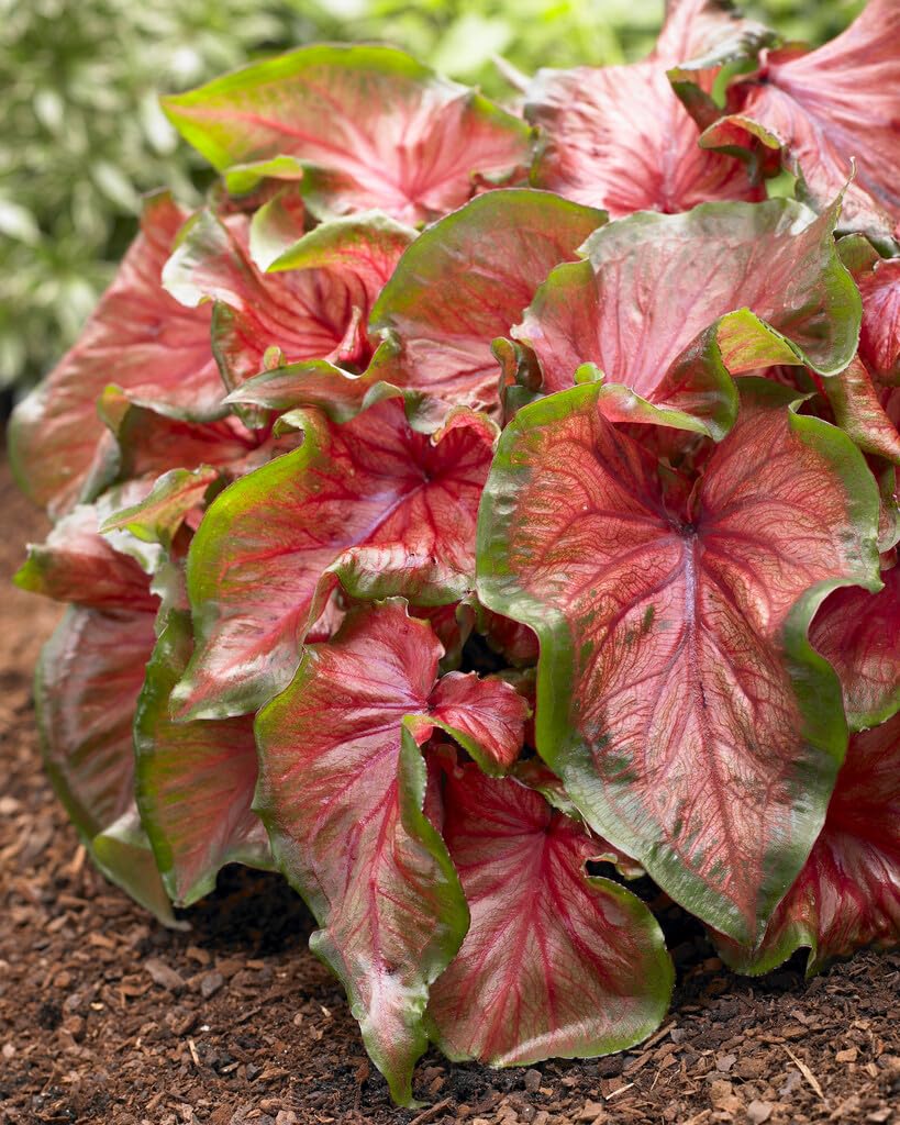 Festiva Caladium Bulbs for Planting - Perennial Hosta, Elephant Ears, Fancy (6 Bulbs)