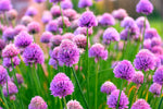 200 Wild Chives Seeds for Planting - Non-GMO Heirloom - Grow Indoors or Outdoors, Wild Chive Herb