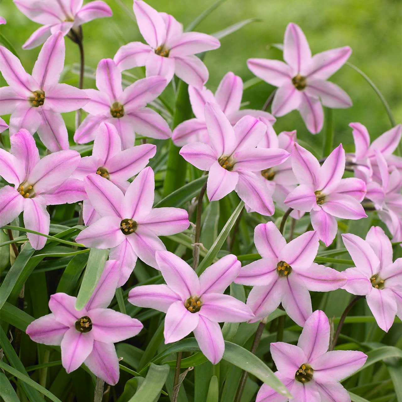 Pink Starflower Bulbs for Planting, Charolette Bishop Ipheion Uniflorum