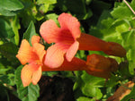 trumpet, or HUMMINGBIRD VINE orange/ red FLOWER, 20 seeds! GroCo