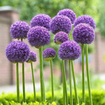 1 Allium Bulbs (Giant) - Gladiator - Perennials Bulbs, Now Shipping !