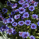 The Blue's Blue Daisy Seeds for Planting (100 Seeds) - Felicia Heterophylla Blue