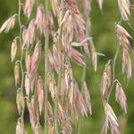 Sideoats Grass Seeds for Planting - Bouteloua curtipendula