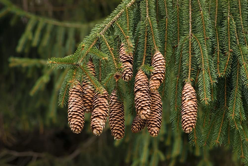 Norway Spruce Bonsai Tree Seeds - 30 Seeds - Beautiful Evergreen Tree Seeds - Picea abies