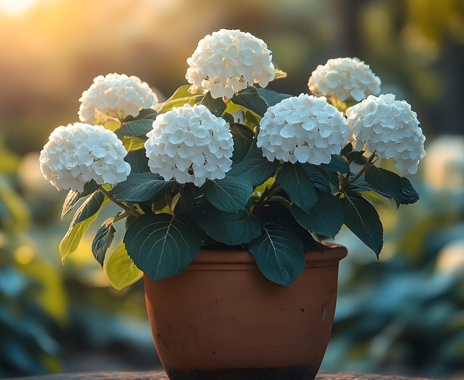 White Hydrangea Bonsai Tree Seedling for Planting - 1 Year Old Well Rooted Seedling