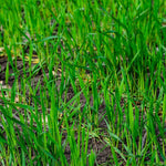 Rye Grass Seed - Fast Growing and Hardy Grass, Cover Crop, Food Plot. Grazing Pasture Seeds