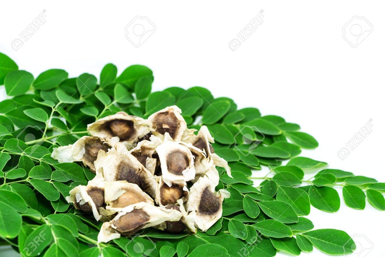 Tree of Life Bonsai Seeds | 20+ Seeds | Grow a Moringa Tree Bonsai, Highly Nutritious Leaves and Seeds, Edible and Tasty. Ships from Iowa, USA